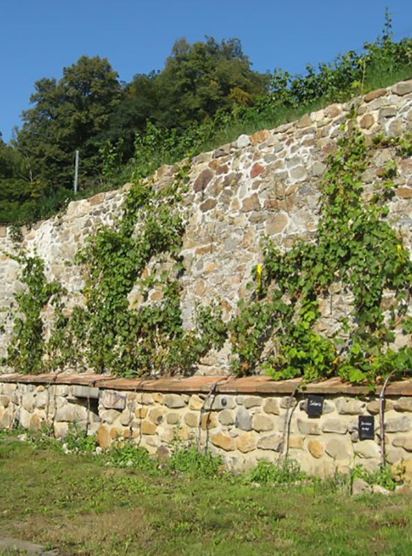 Mauer am Weinberg