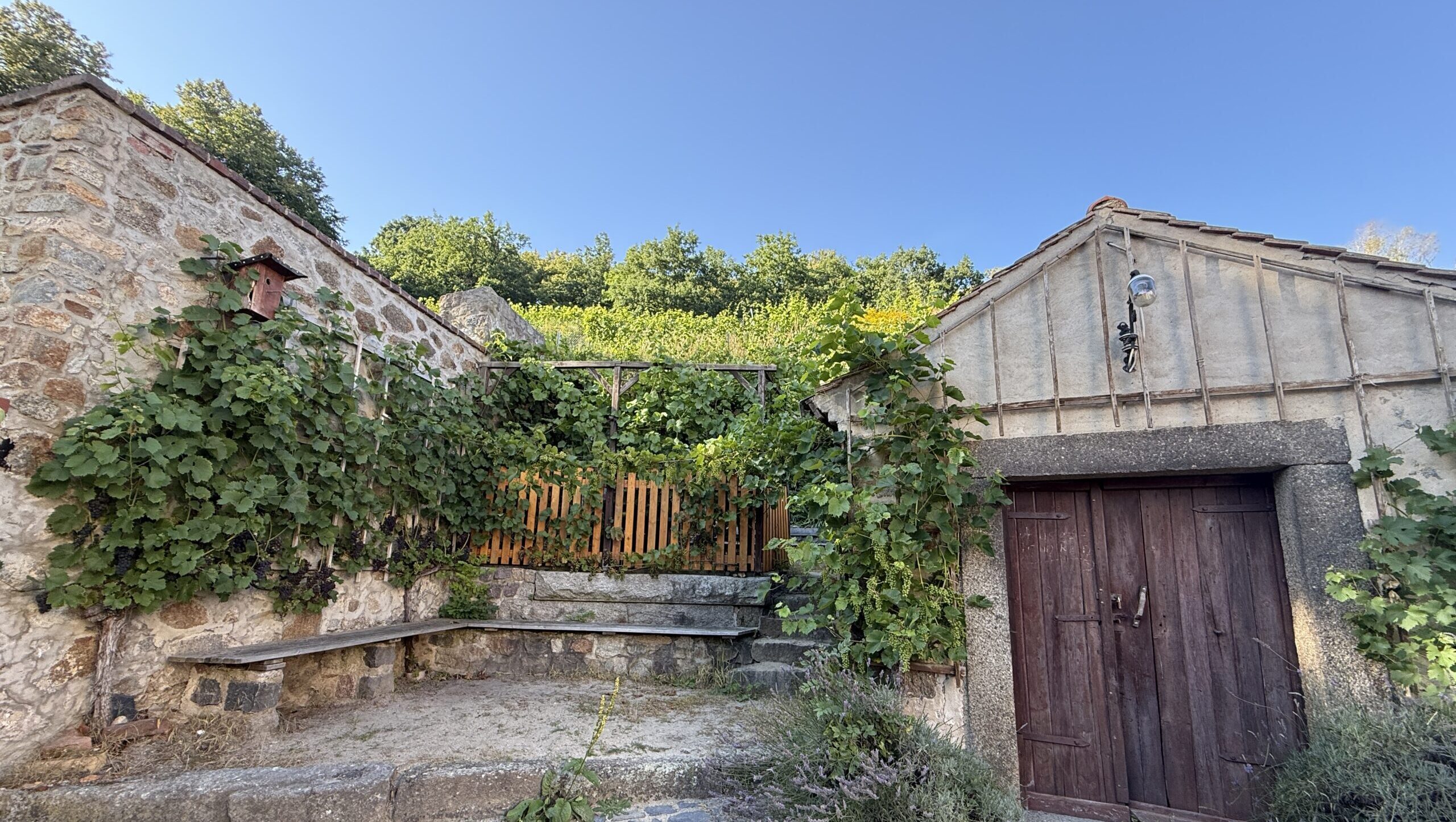 der östlichste Weinberg Deutschlands